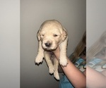 Puppy Light Green Golden Retriever