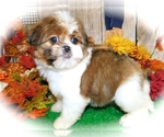 Small Photo #3 Shorkie Tzu Puppy For Sale in HAMMOND, IN, USA