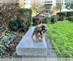 Small Photo #54 Pomeranian Puppy For Sale in HAYWARD, CA, USA