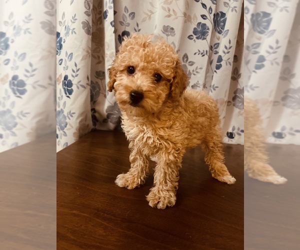 Medium Photo #1 Poodle (Toy) Puppy For Sale in DURHAM, CT, USA