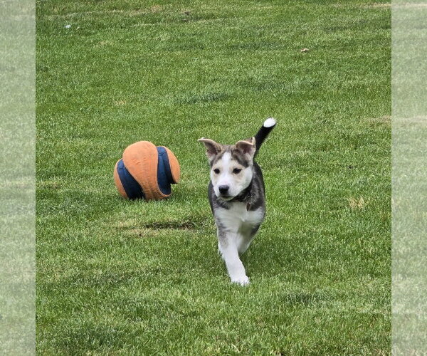 Medium Photo #15 Siberian Husky-Unknown Mix Puppy For Sale in Fargo, ND, USA