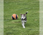Small #14 Siberian Husky Mix