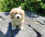 Puppy 1 Cocker Spaniel-Havanese Mix