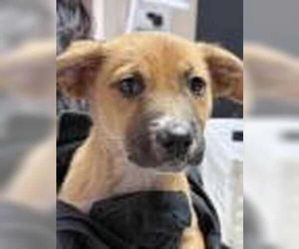 Medium Photo #2 Black Mouth Cur-Unknown Mix Puppy For Sale in Redlands, CA, USA