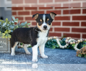 Chihuahua Litter for sale in NEW HOLLAND, PA, USA