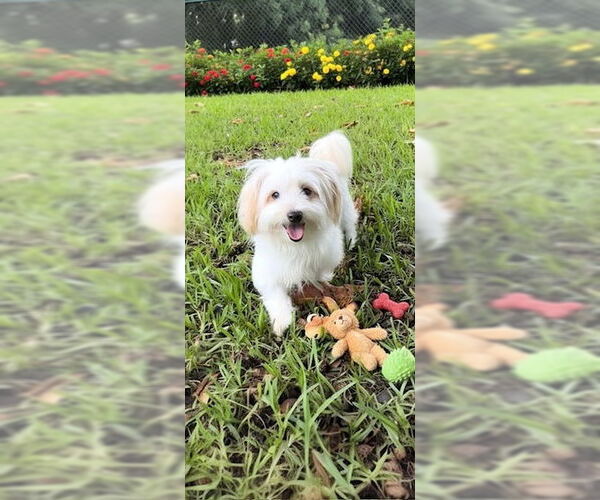 Medium Photo #8 Maltese Puppy For Sale in Weston, FL, USA