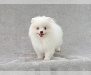 Pomeranian Puppy for sale in WEST PALM BEACH, FL, USA