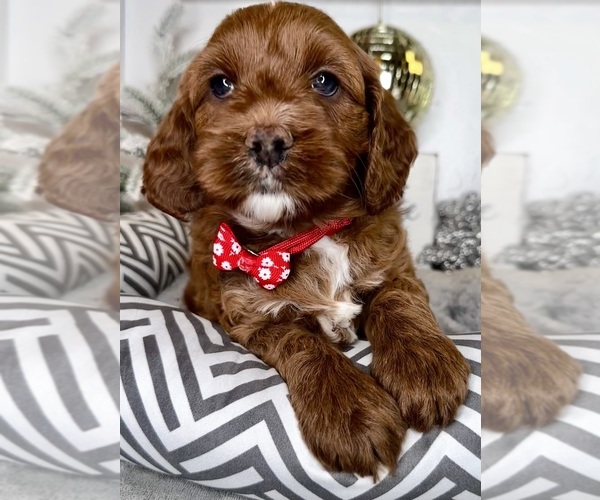 Medium Photo #2 Australian Labradoodle-Goldendoodle Mix Puppy For Sale in BAKERSFIELD, CA, USA