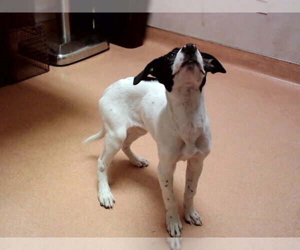 Medium Photo #1 Mutt Puppy For Sale in Martinez, CA, USA