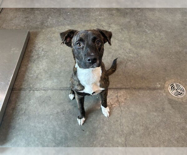 Medium Photo #1 Plott Hound-Unknown Mix Puppy For Sale in Tavares, FL, USA