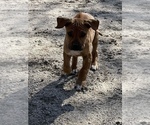 Small Photo #41 Rhodesian Ridgeback Puppy For Sale in MORONGO VALLEY, CA, USA