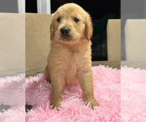 Golden Retriever Puppy for sale in MIAMI, FL, USA