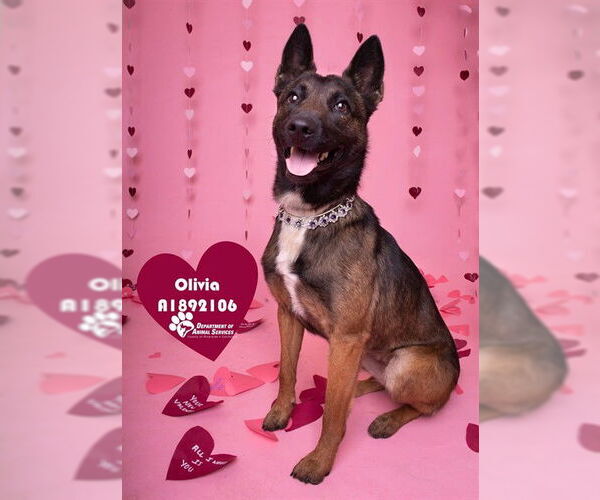 Medium Photo #2 German Shepherd Dog-Unknown Mix Puppy For Sale in Riverside, CA, USA