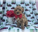 Small Photo #2 Cock-A-Poo Puppy For Sale in LAKELAND, FL, USA