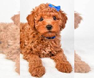 Poodle (Miniature) Puppy for sale in LOWELL, MA, USA