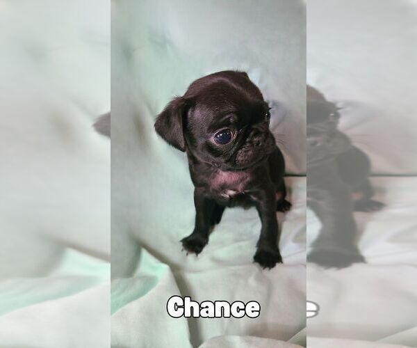 Medium Photo #2 Pug Puppy For Sale in LYNDON CENTER, VT, USA