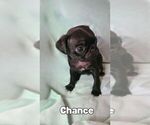Small Photo #3 Pug Puppy For Sale in LYNDON CENTER, VT, USA