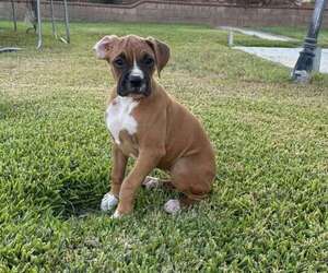 Boxer Puppy for sale in RIVERSIDE, CA, USA