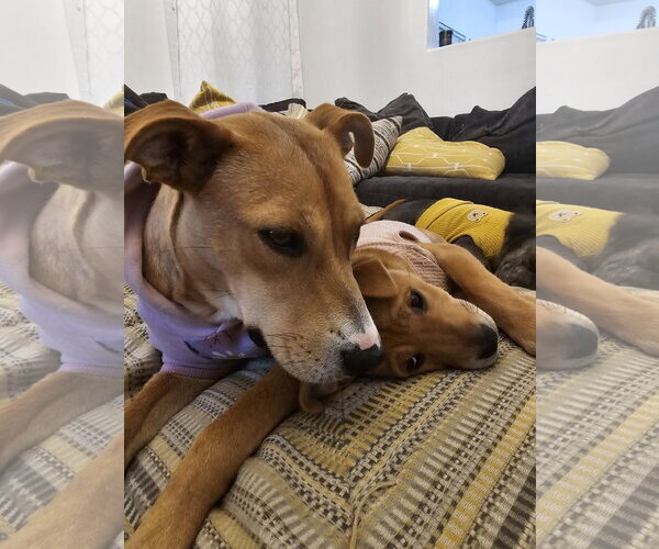 Medium Photo #3 Labrador Retriever-Unknown Mix Puppy For Sale in Sandy, UT, USA