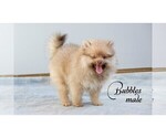 Small Photo #5 Pomeranian Puppy For Sale in CLARE, MI, USA