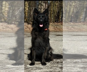 Mother of the German Shepherd Dog puppies born on 02/03/2025