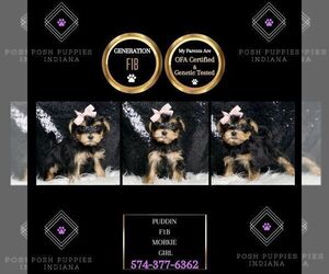 Medium Morkie