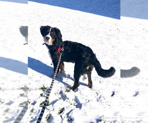 Medium Bernese Mountain Dog