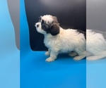 Small Photo #17 Maltipoo-Shih Tzu Mix Puppy For Sale in SAINT AUGUSTINE, FL, USA