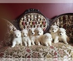 Small #6 Samoyed