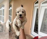 Small Photo #8 Goldendoodle Puppy For Sale in TAMPA, FL, USA