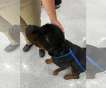 Small #2 Rottweiler