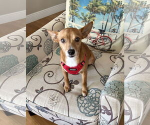 Chihuahua-Unknown Mix Dogs for adoption in Royal Palm Beach, FL, USA