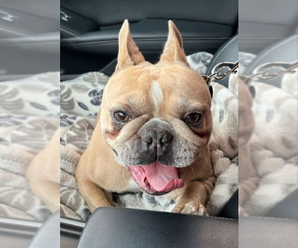 Medium Photo #8 French Bulldog Puppy For Sale in Lake Elsinore, CA, USA