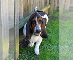Small Photo #6 Basset Hound Puppy For Sale in Brookville, OH, USA