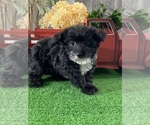 Small #1 Yorkipoo