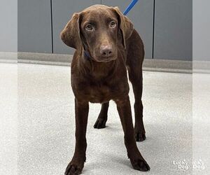 Medium Labrador Retriever Mix