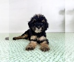 Small #2 Bernedoodle (Miniature)