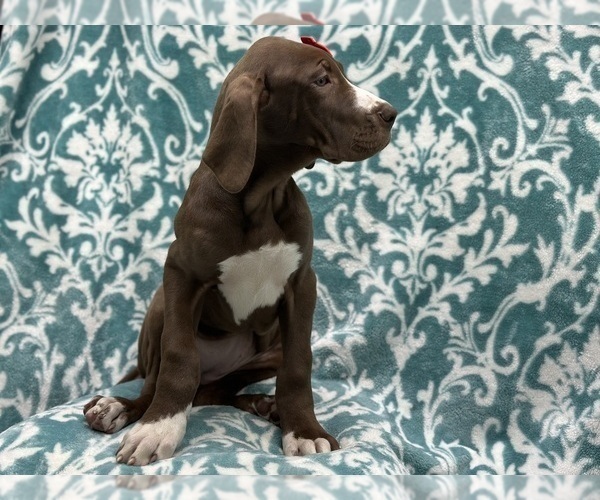 Medium Photo #8 Great Dane Puppy For Sale in LAKELAND, FL, USA