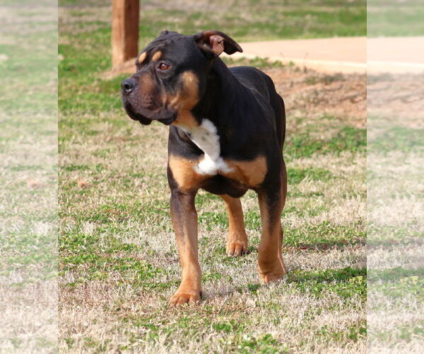 Medium Photo #1 Mutt Puppy For Sale in Grovetown, GA, USA