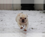 Small Photo #33 French Bulldog Puppy For Sale in TACOMA, WA, USA