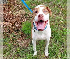 American Pit Bull Terrier Dogs for adoption in Ocala, FL, USA