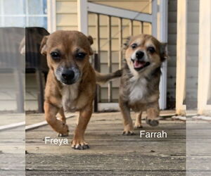 Freya - Female Chihuahua-Unknown Mix Dog for Adoption - Photo #12