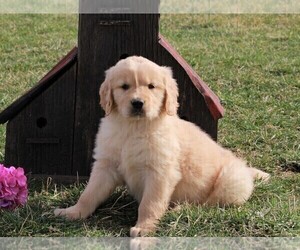 Golden Retriever Puppy for sale in FREDERICKSBURG, OH, USA