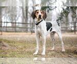 Small #18 Treeing Walker Coonhound