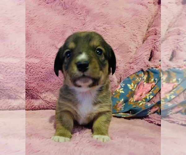 Medium Photo #9 Dorgi Puppy For Sale in HURST, IL, USA