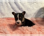 Small #1 American Corgi
