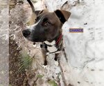 Small #2 American Pit Bull Terrier-Huskies  Mix