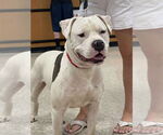Small #5 American Pit Bull Terrier-American Staffordshire Terrier Mix