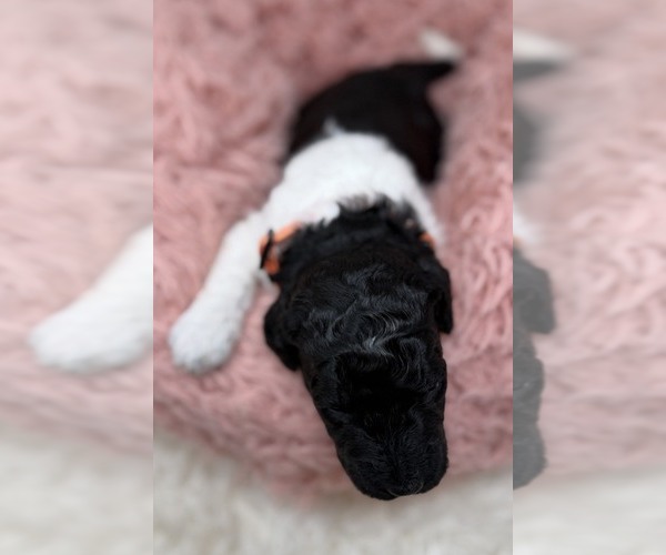 Medium Photo #17 Goldendoodle Puppy For Sale in PIERSON, FL, USA