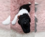 Small Photo #17 Goldendoodle Puppy For Sale in PIERSON, FL, USA